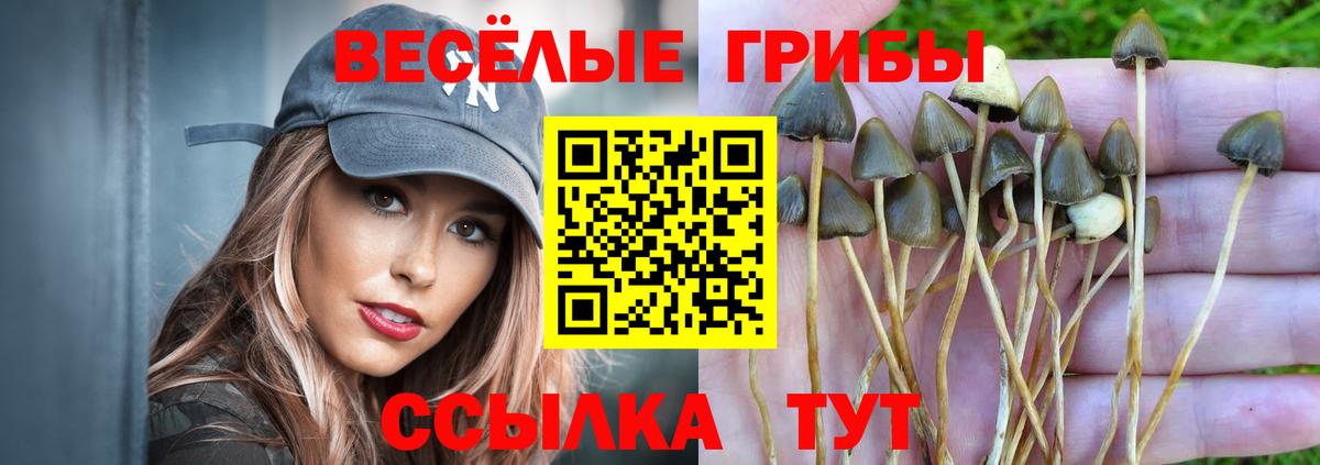 Галлюциногенные грибы MAGIC MUSHROOMS  Вход с VPN  Кохма 